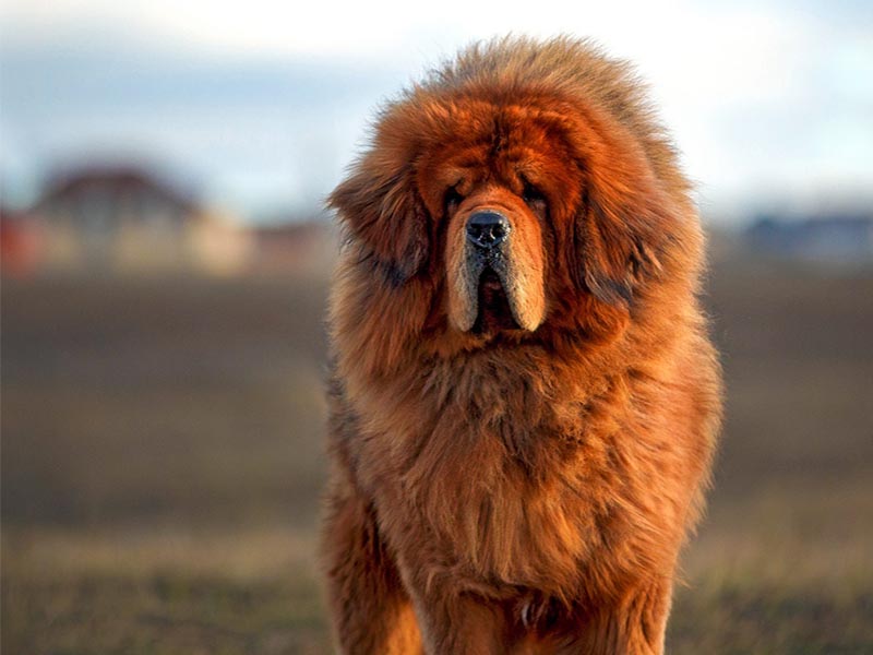 All you want to know about Tibetian Mastiff | Giant Breed Information 
